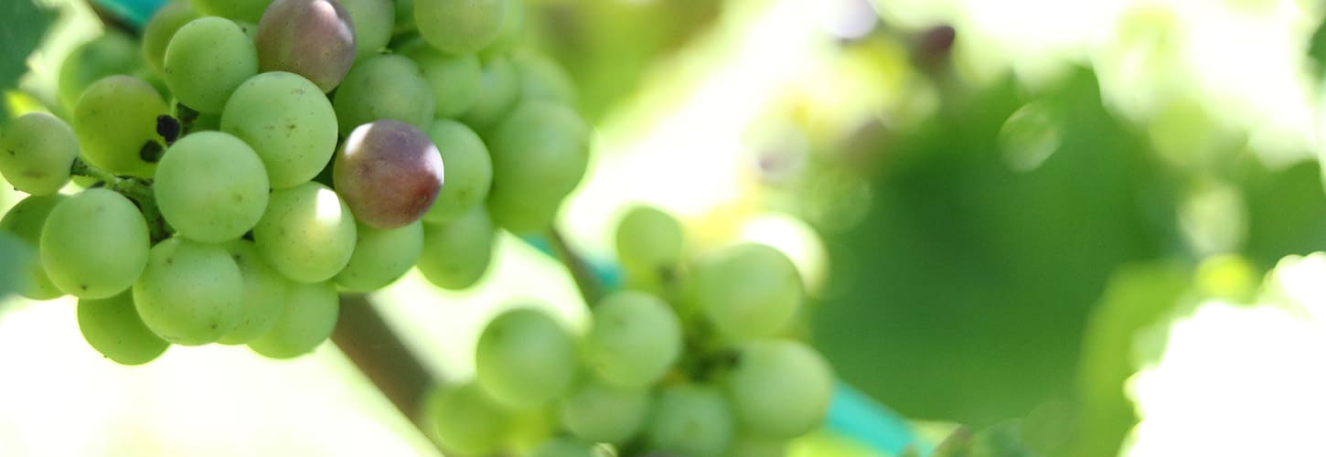 チケット販売のご案内