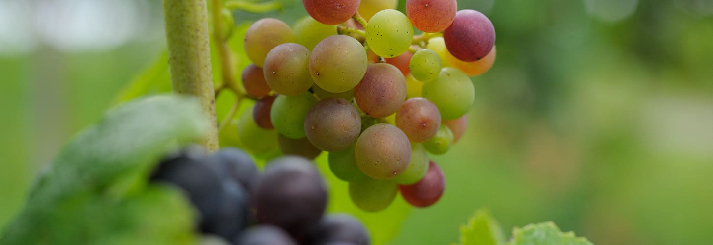 出店者様専用ページ